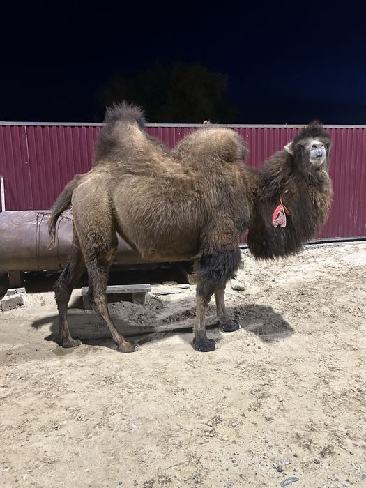 Түйе сатылады …..