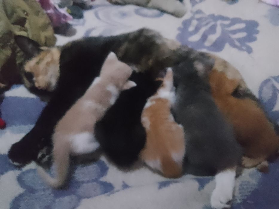 Милые малыши ищут дом.