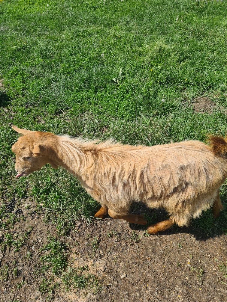 Tapi de anul acesta de cinch luni si cel mare un an jumate