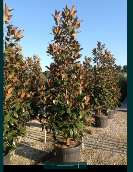 Magnolia grandiflora