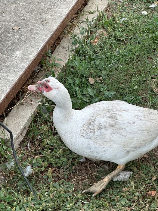 Vând cocoși rațe și ratoi