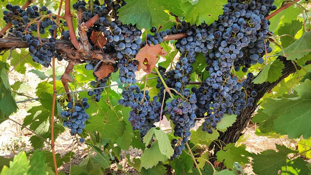 Продавам изгодно лозе мерло в село Виноградец като чудесна инвестиция!