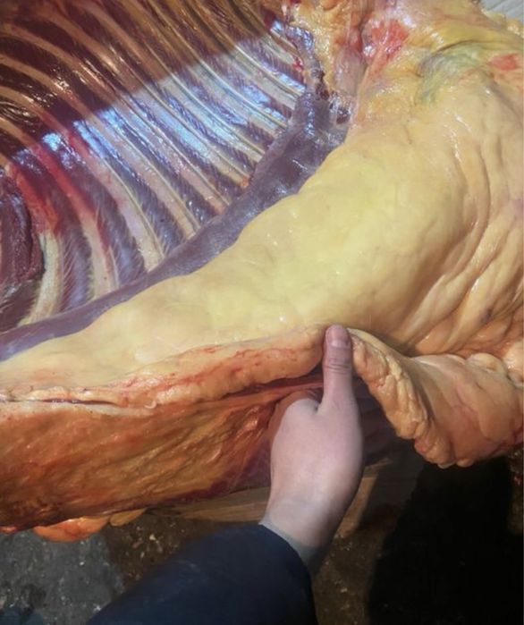 Соғым еті жылқы мясо конина согым жылкы ети Жайылым корова мясо мяса