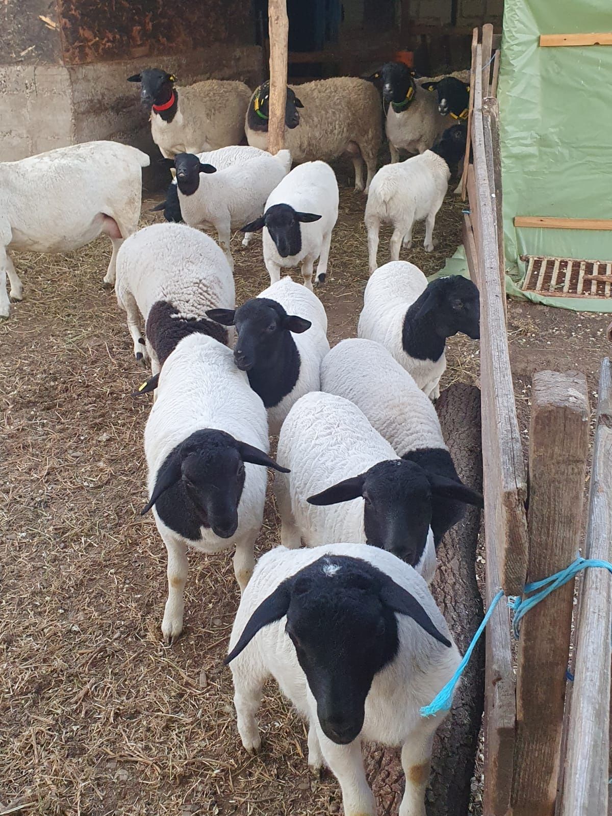 Berbecuti rasa Dorper de vanzare,Însuratei