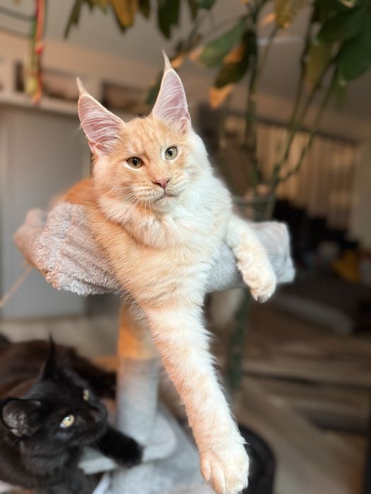 Pui Maine Coon mascul