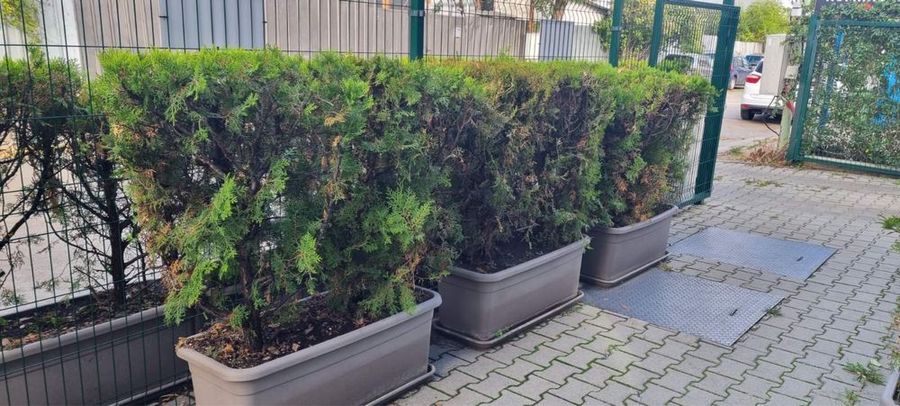 Туи Ауреа Нана с големи кашпи