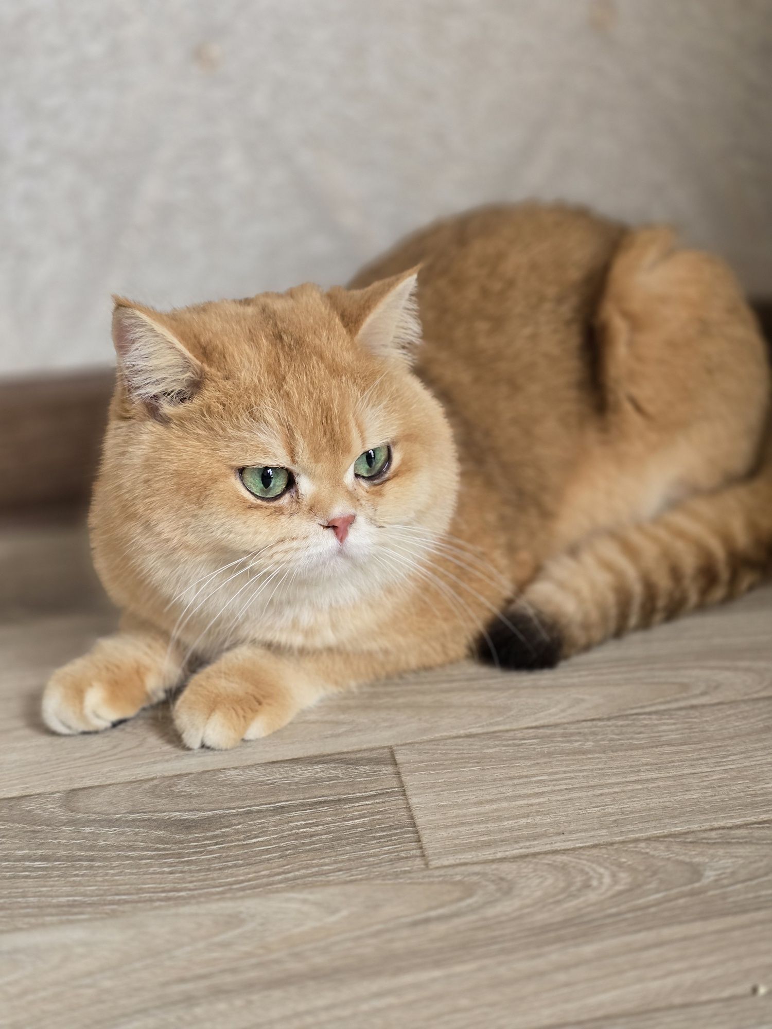 вязка с котом BRI-12