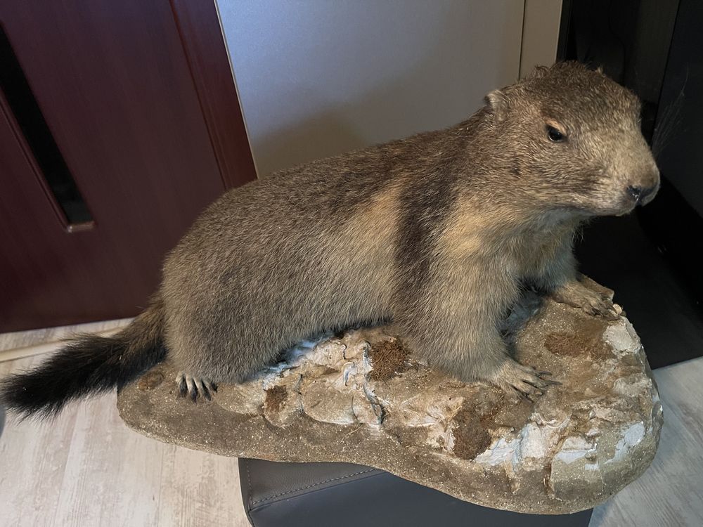 Marmota trofeu adult impaiata