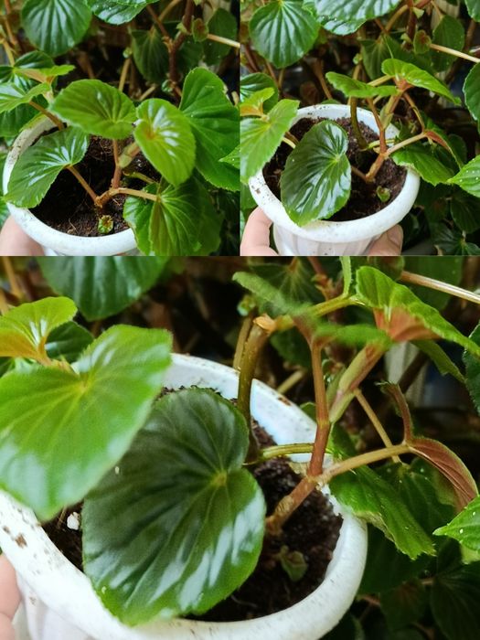 Богония вечноцветущая