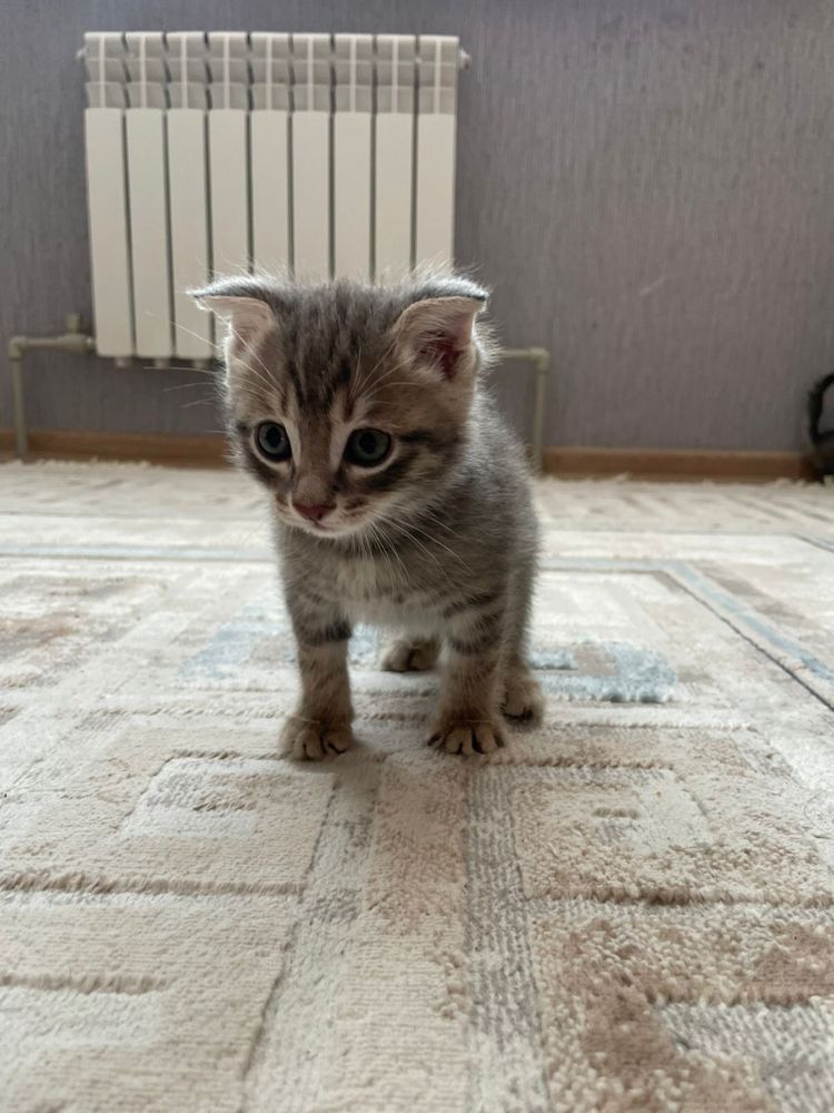 1)шотландский веслоухий / он 2)с прямыми ушками