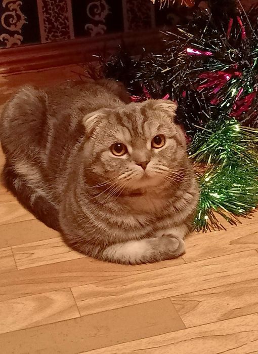 Шотландский вислоухий кот ищет себе кошечку для вязки