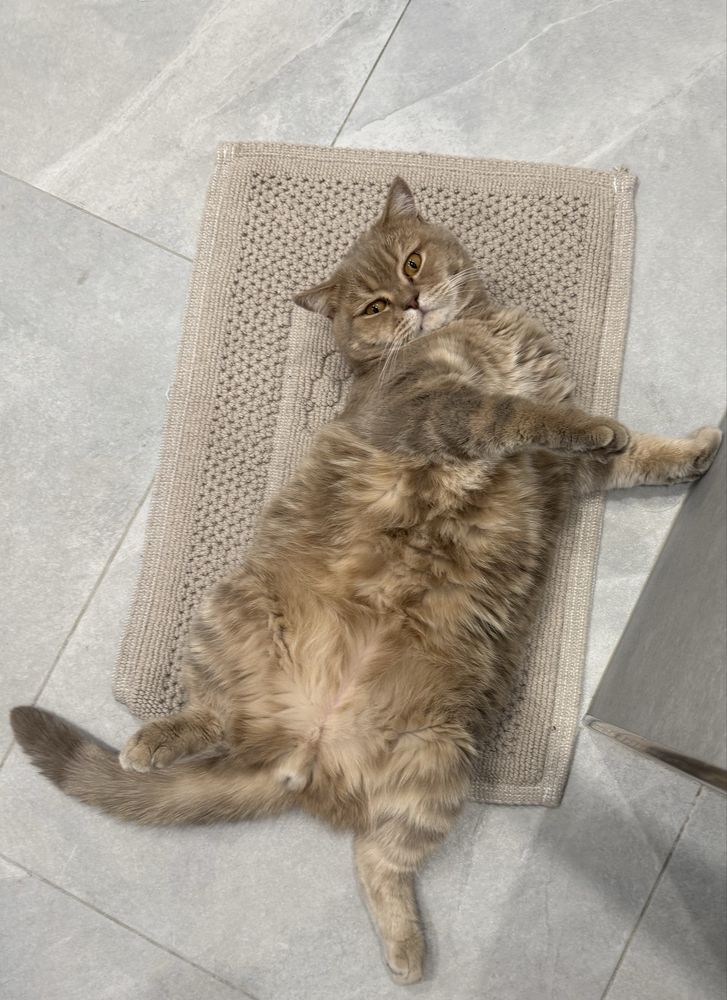 Отдам кота в доюрые руки