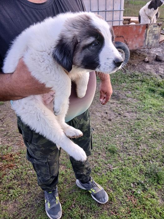 Каракачанки Българско овчарско куче.