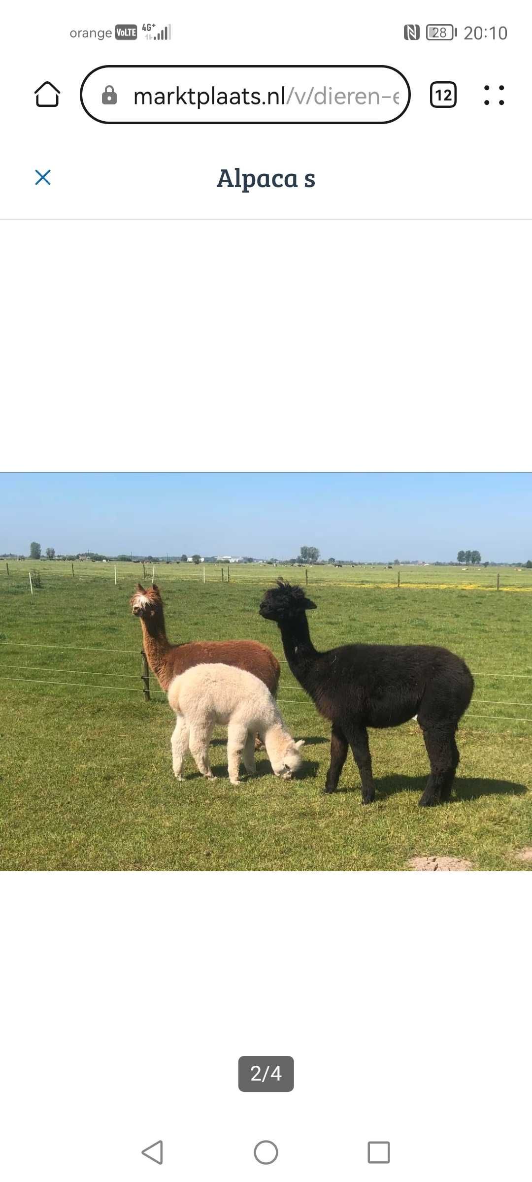 Vând Alpaca perechi sau bucati