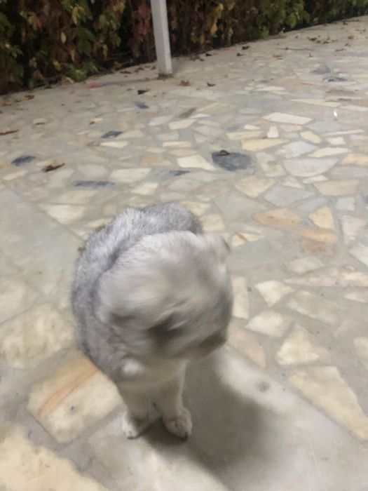 пишак сотилади зотдор хамма привкалари килинган