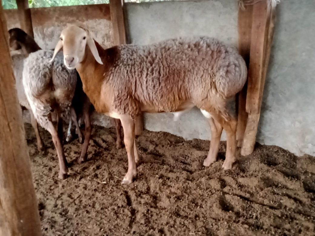 Гиссар кошкар продается