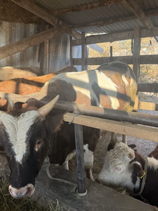 Продам быка стоит