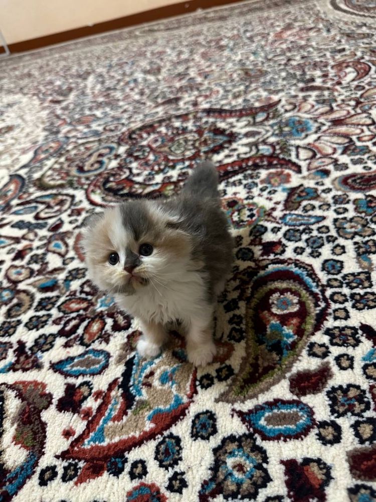 Scottish fold mushuk