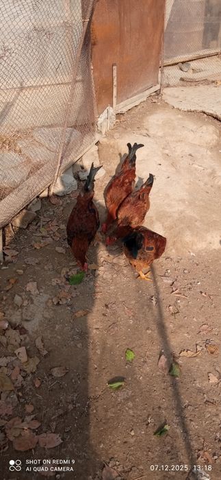 Жойдори хуроз сроча