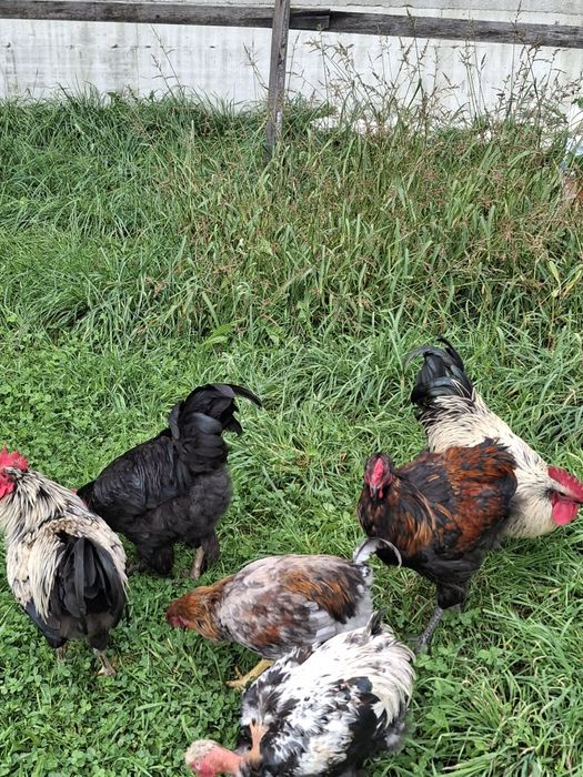 Cocosti tineri din 2025