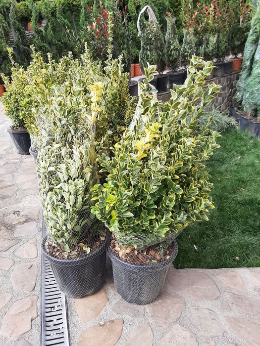 Vindem buxus tuia Leylandy smaragd Brazi Mesteacan alb Tei Magnoli etc