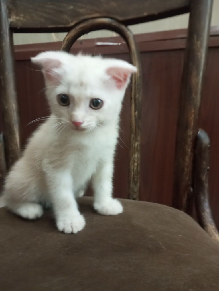 Вислоухие котята