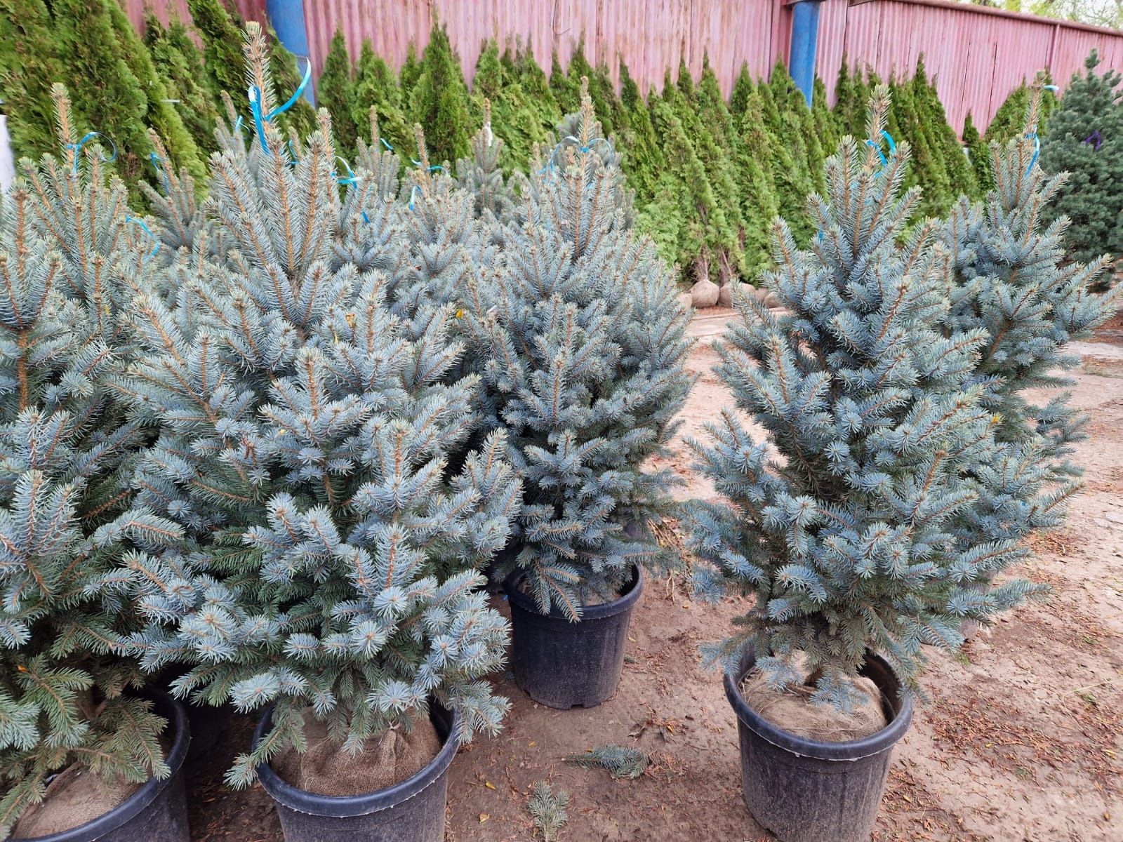 Brad argintiu 1.5m ( abies, picea hoopsi )  vând brazi