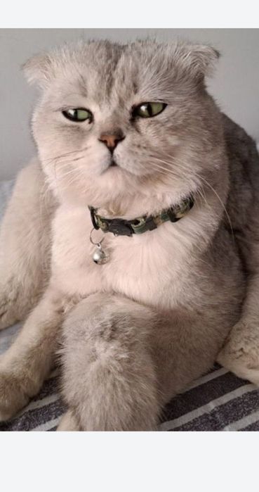 Продаю британских кроткошорстных