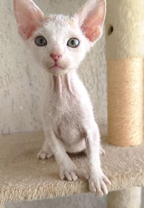 БРАШ с родословието на Донски сфинкс мъжки