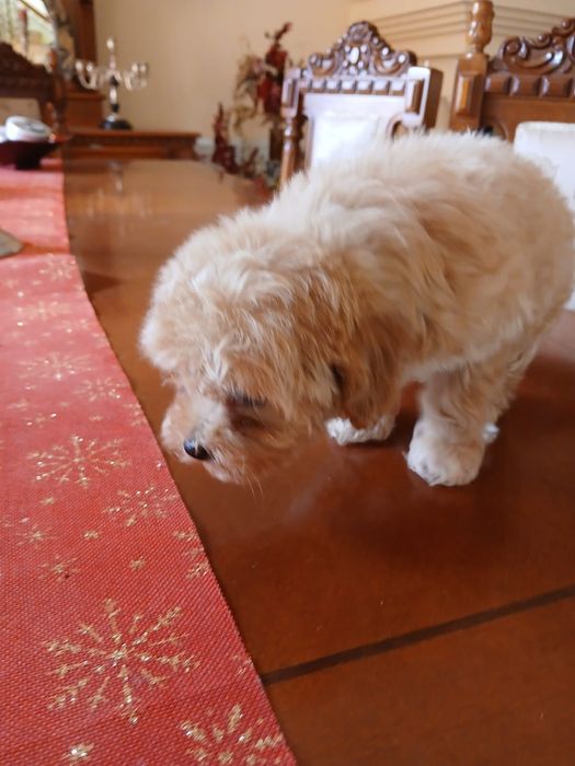 Maltipoo Toy- 2 luni sanatos si vesel