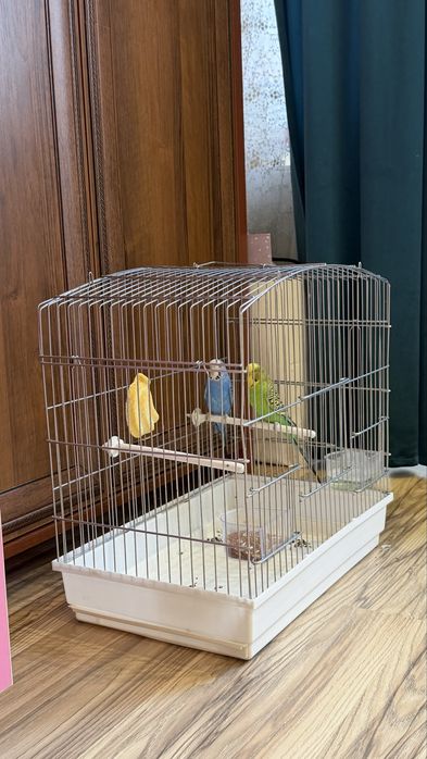 Волнистые попугаи пара с клеткой