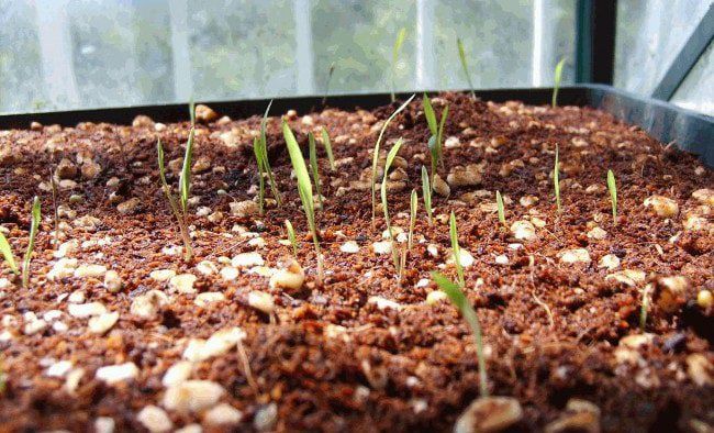 Агроперлит Иран прямые поставки завода