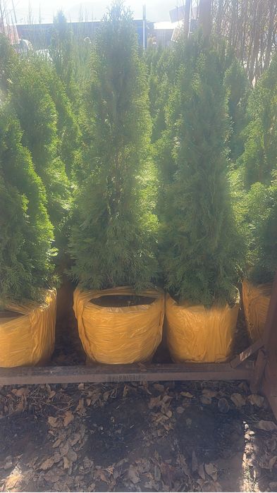 Туя Туя смарагд. Туя смарагд. Туя Смарагд. Туя Смарагд Туя.