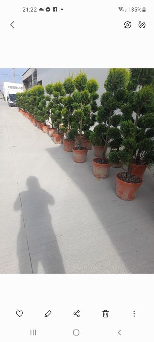 Vând plante ornamentale