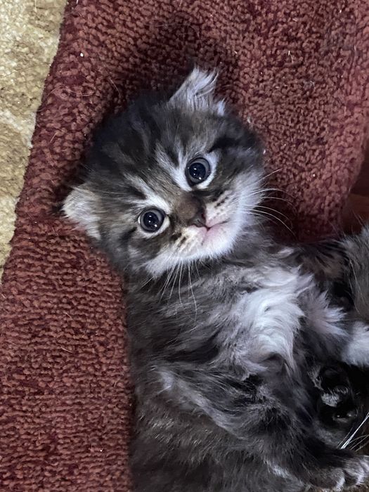 Котята вислоухие