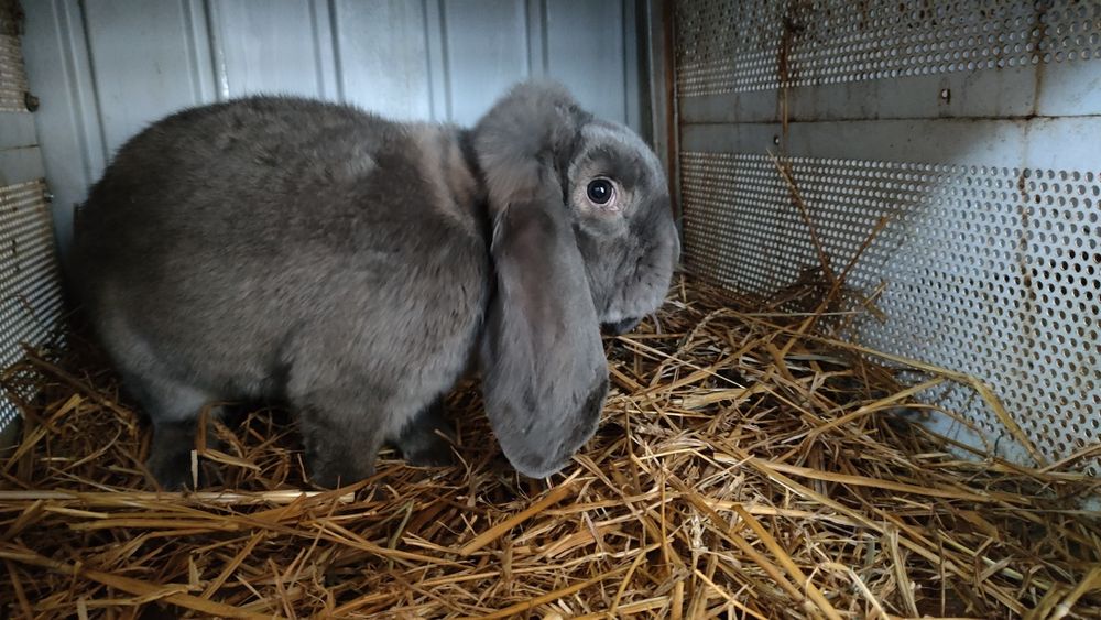 Iepuri berbec german