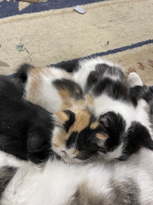 Mushuk teknga berlad yaxshi oylaga qaridgan mexrbon oilaga berlad