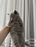 British shorthair blue