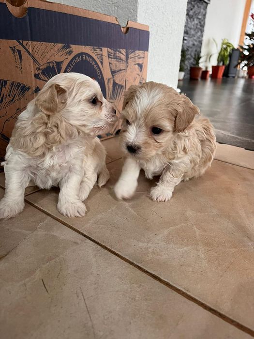 Bison maltez talie mica