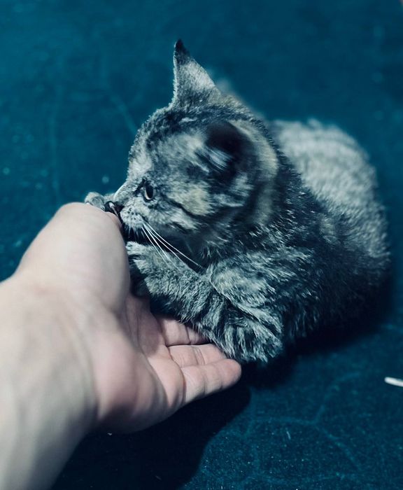 Mushukcha bepul beriladi