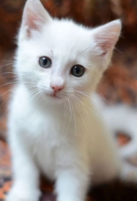 Белые котята домашние. Мама породы Сноу Шу.