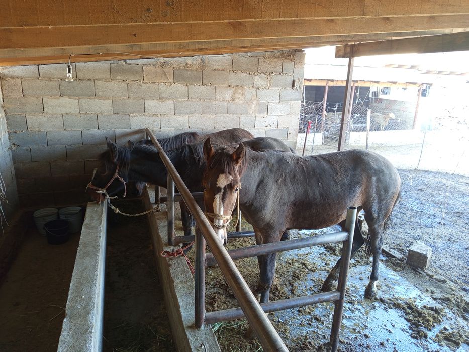 Жылқы сатылады полторашкалар 3 еу