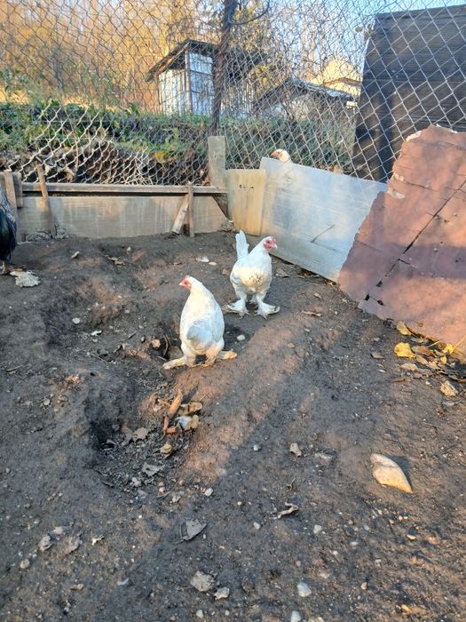 De vanzare, cele doua găini pitici albe