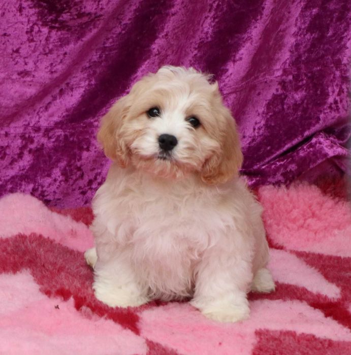 Cavapoo deosebitD