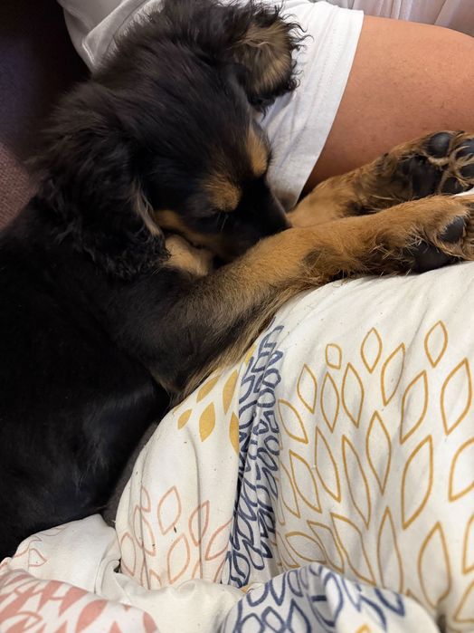 СПЕШНО!!! Подарявам женско кученце на 3 месеца