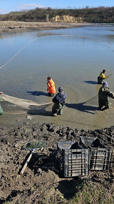 Puiet crap vara I si vara II cu greutatea intre 50 grame si 800 grame.