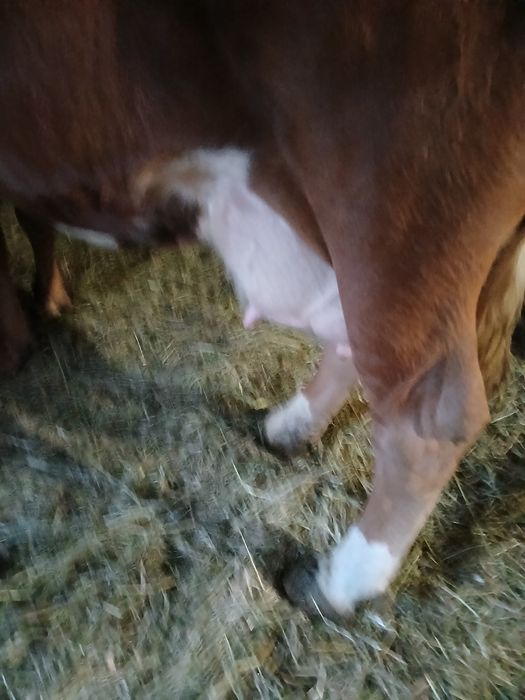 Vand jurinca cu vitea