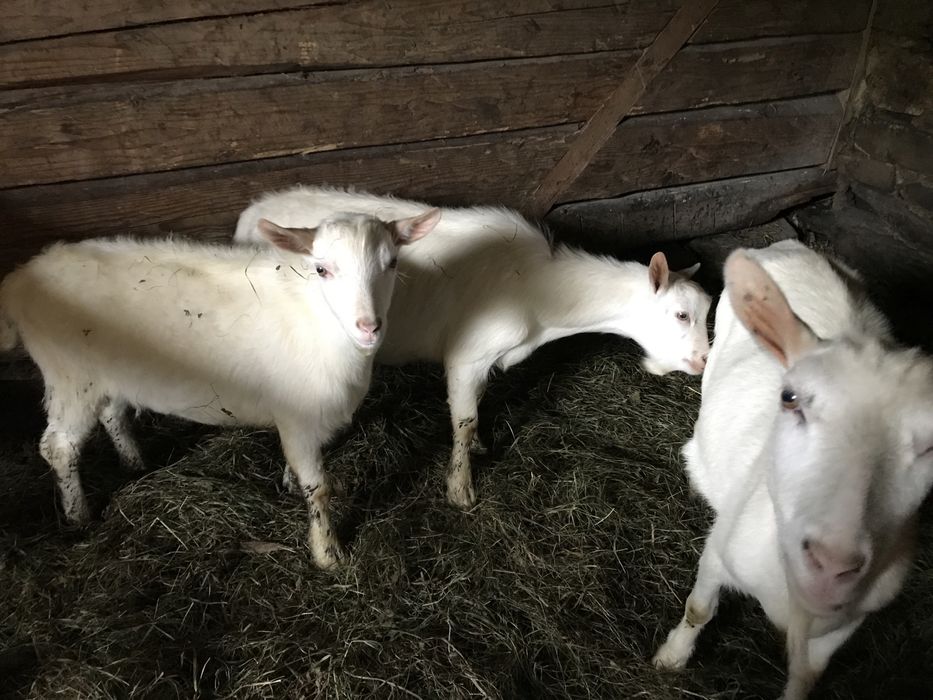 Schimb țapi sannen