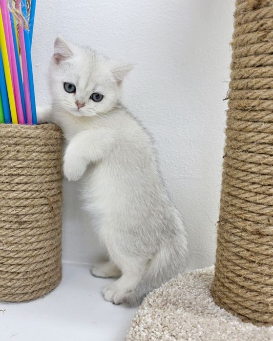 Котик британский шинШилла серебро