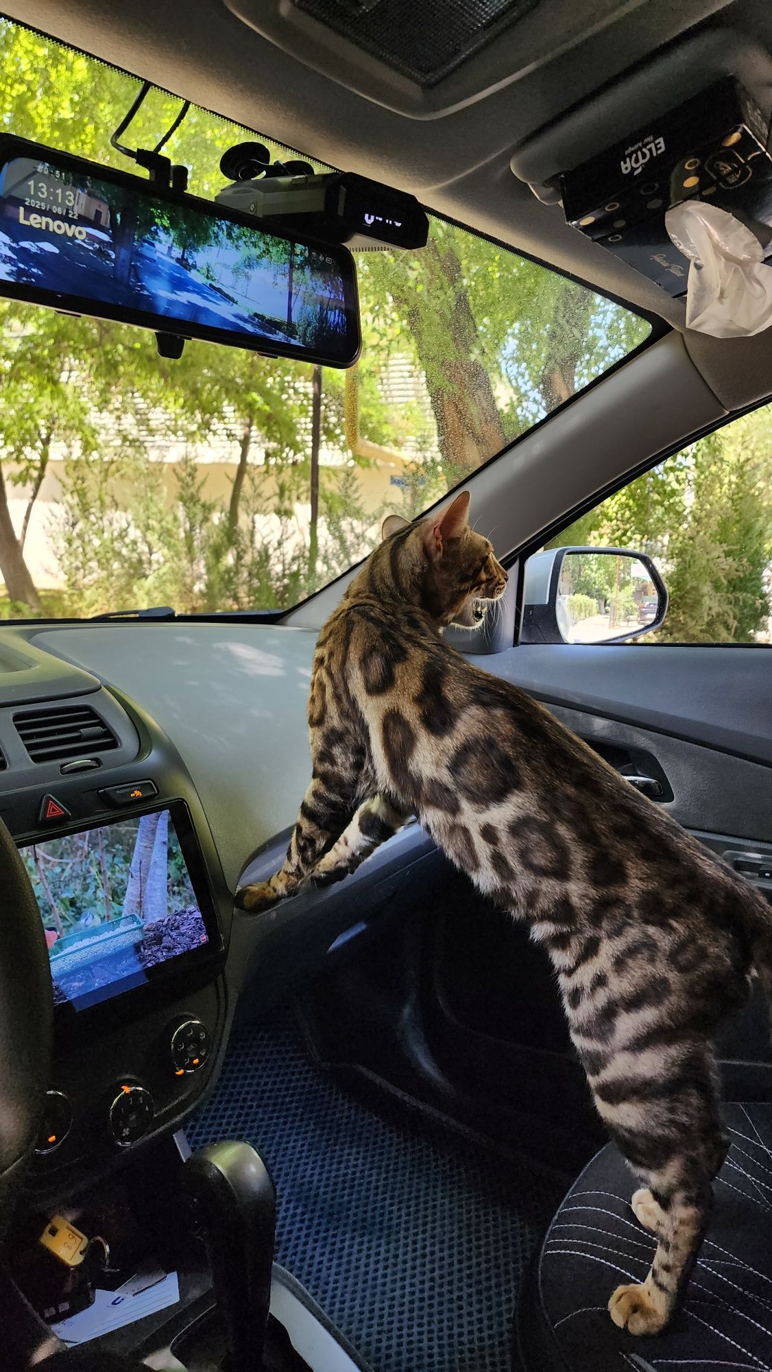 Бенгальский кот 3 года